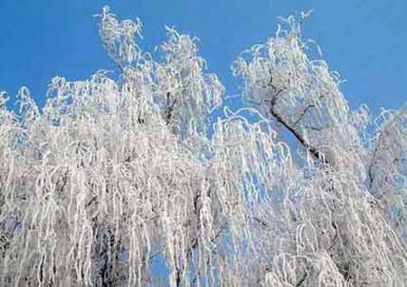 图文：赏北国美景 看吉林雾松